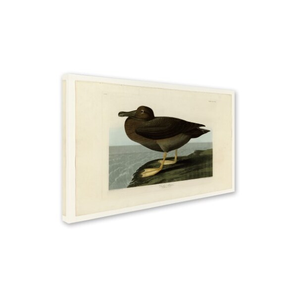 Audubon 'Dusky Albatrosplate 407' Canvas Art,16x24